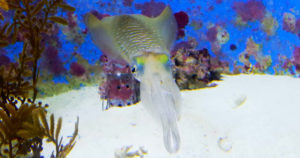 エギング初心者がイカを釣る方法とボウズを逃れるためのコツ！