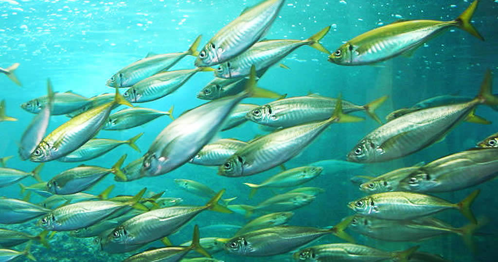 アジング仕掛けの種類についてメリットとデメリットを徹底リサーチ 釣り情報のインフォ