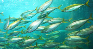 アジング仕掛けの種類についてメリットとデメリットを徹底リサーチ