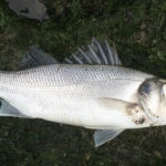 シーバスの釣り方!釣果UPは習性を知りシーズン時期を考える