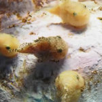 ダンゴウオの採集場所と釣り方!そして販売価格が高すぎる