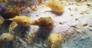 ダンゴウオの採集場所と釣り方！そして販売価格が高すぎる