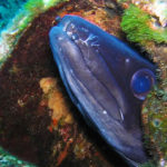 ウナギ釣り方3種類を厳選!良く釣れる餌と時間帯やシーズン