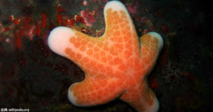 カワテブクロヒトデがアレに似てる！外見と生態がまさにアレ