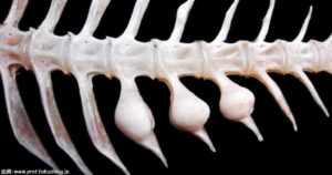 鳴門骨とは？鯛の激流を耐え抜いた証の秘密と読み方