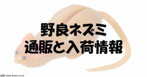 野良ネズミの通販と入荷情報事情！ティムコの爆釣ルアー