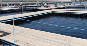 三浦海王の釣り方と釣れる確率!釣れないときの攻略方法
