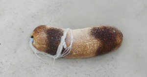 ナマコの内臓発射の防衛術が超強力！実は魚を窒息させる威力