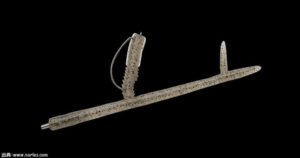 サンカクティーサンの使い方と推奨フックサイズと通販入荷事情