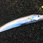 ワインド釣法とは?仕掛けとタチウオを釣りまくるコツ