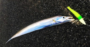 ワインド釣法とは？仕掛けとタチウオを釣りまくるコツ