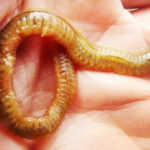 ゴカイの釣り餌は仕掛けを選ばず万能に使える理由はコレだ!