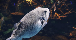 春帆楼の下関で起きた歴史がなかったら今もフグ禁止令があった