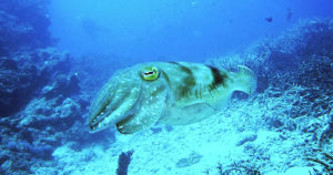アオリイカの時期！釣れる春夏秋冬のシーズンについて