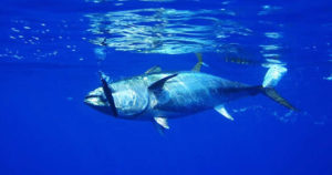 近大マグロが台風被害250匹死！近大中退マグロが350匹で1億円損失