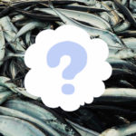 アキアジ鮭釣り餌の作り方!釣れる秘密の塩ニンニク秋刀魚