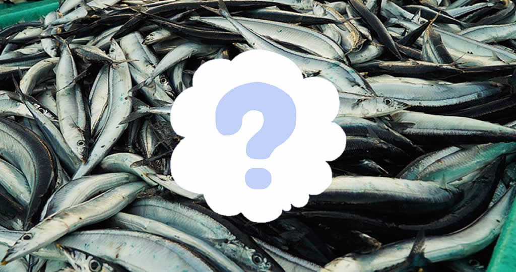 アキアジ鮭釣り餌の作り方 釣れる秘密の塩ニンニク秋刀魚 釣り情報のインフォ