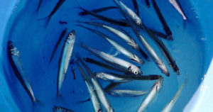 ワカサギの針外し方法の注意点と針の外し方が簡単な道具