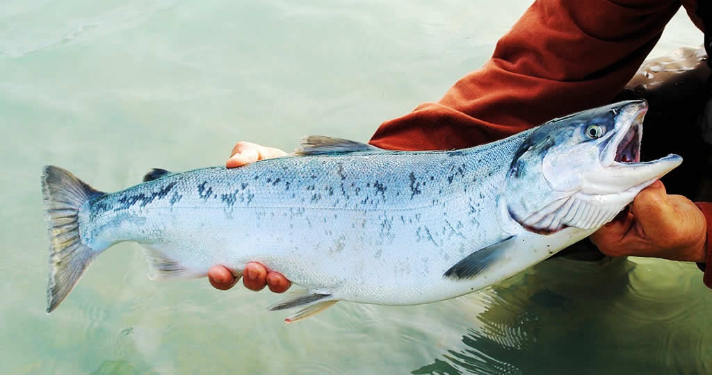 アキアジの締め方 鮭神経締めと血抜きの手順で美味しくなる 釣り情報のインフォ