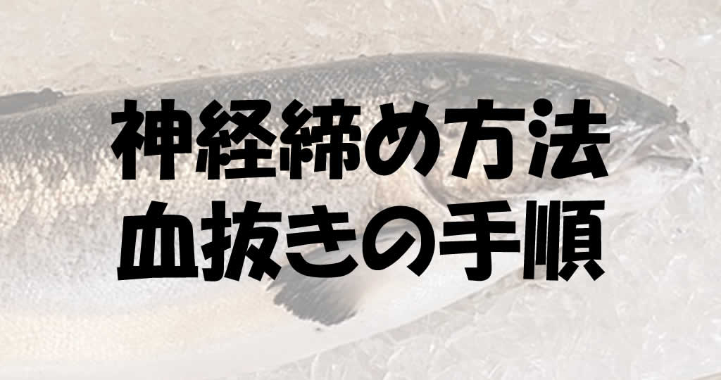 アキアジの締め方 鮭神経締めと血抜きの手順で美味しくなる 釣り情報のインフォ