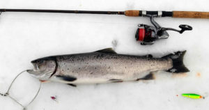 アキアジと鮭の違い！マスとサーモンの分類の仕方とは