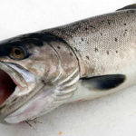 アキアジ鮭の釣り方!フカセ釣り仕掛けとぶっこみの使い分け