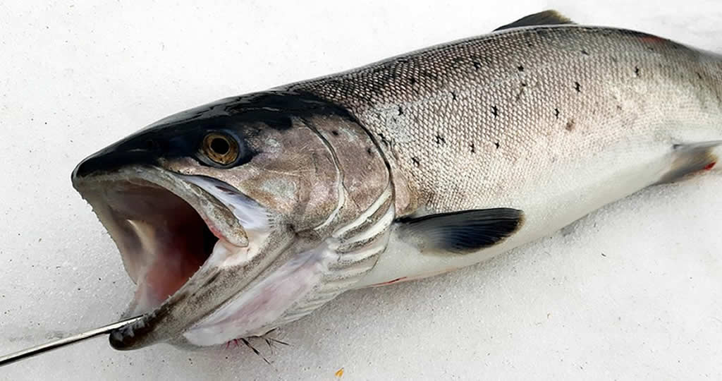 アキアジ鮭の釣り方 フカセ釣り仕掛けとぶっこみの使い分け 釣り情報のインフォ