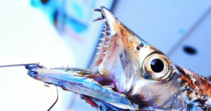 タチウオの締め方はハサミと首を折るかどっち？ケガ防止方法