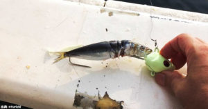 タチウオテンヤ仕掛けの船での釣り方とエサの選び方