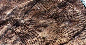 ディッキンソニア絶滅と6億年前頃に誕生した最古の動物