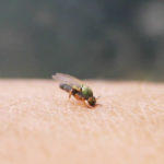 ブヨに刺されたら症状と腫れがピーク前に対処して冷やす理由