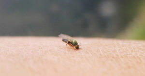 ブヨに刺されたら症状と腫れがピーク前に対処して冷やす理由