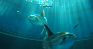 マンボウの死因一覧説は本当か嘘か？水族館の話をまとめてみた