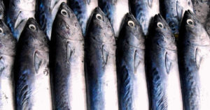 爆釣とはどういった釣果状況か超分かりやすく説明してみた!