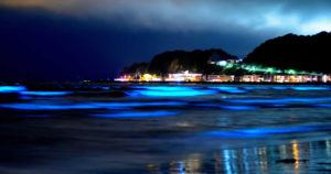 夜光虫とウミホタルの違いと光る秘密！そして光り方の特徴