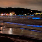 夜光虫の時期と発生する理由!昼と夜の姿の正体にビックリ