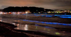 夜光虫の時期と発生する理由！昼と夜の姿の正体にビックリ