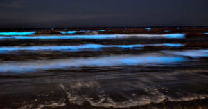 夜光虫が釣りに影響する4つのパターンと魚へのダメージ